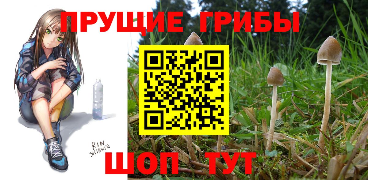 Псилоцибиновые грибы мицелий Ефремов